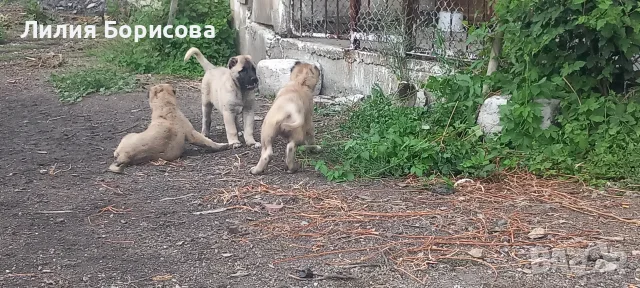 Продавам Кангали , снимка 3 - Кангал - 55236581