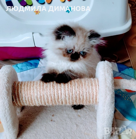 Персийско хималайско момиче 
