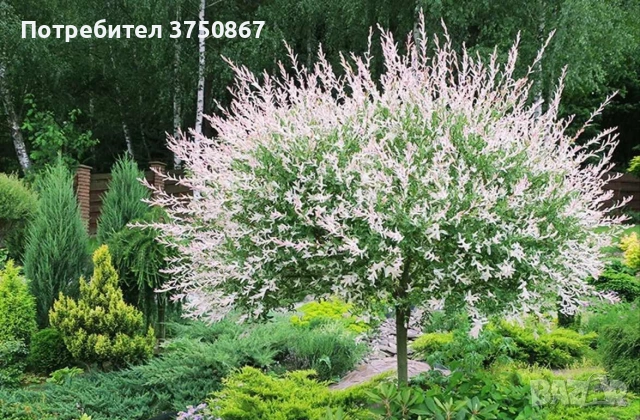 🌿🩷🌱 Японска пъстролистна върба - salix integra hakuro nishiki