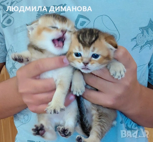 Златни чинчили  мъжки , снимка 2 - Британска късокосместа - 55229038