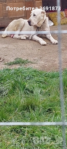 алабайчета чистокръвни, снимка 3 - Алабай - 54087010