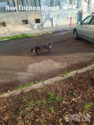 American bully standart, снимка 3 - Американски стафордширски териер - 54006085