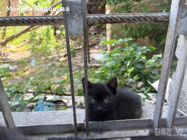 Малки котета търсят дом, снимка 6 - Други - 55276054
