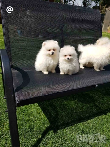 Померани померанчета своодни, снимка 2 - Померан - 54156527