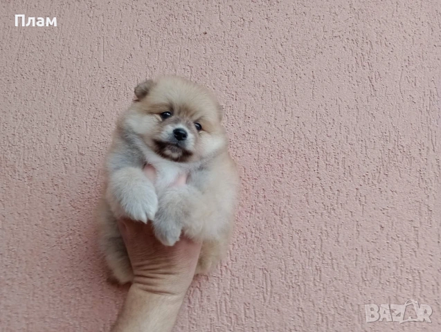 Мъжки Померан. Реални снимки от 29.03.26 г.