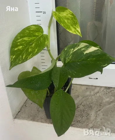 Дяволски бръшлян - Epipremnum Aureum и Hicolor 