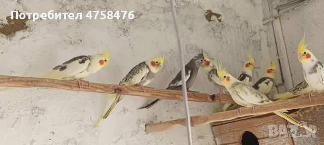 папагали корела , снимка 4 - Папагали - 54322068