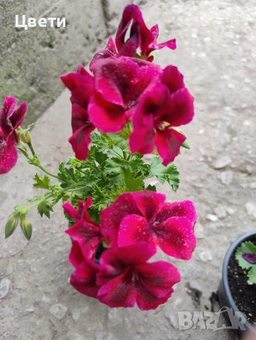 Продавам кралско мушкато , снимка 3 - Стайни растения - 54343992