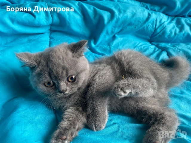Британско късокосместо коте