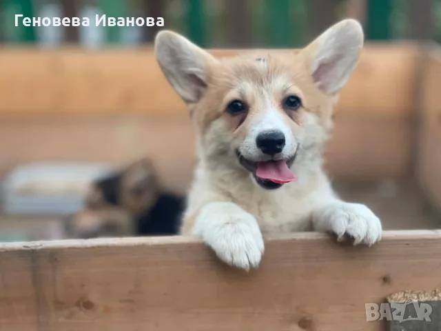 Уелско корги пембрук-транспорт Варна 15.08
