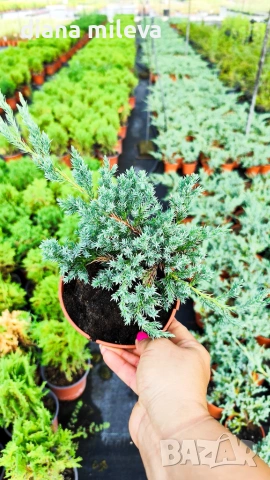 Хвойна Син Килим, Juniperus Blue Carpet, студоустойчива, снимка 5 - Градински цветя и растения - 55066308