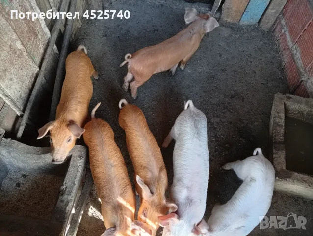 Прасета шест броя, снимка 5 - Прасета - 55689579