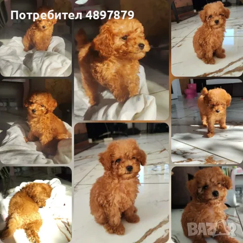 Той пудел Toy poodle
