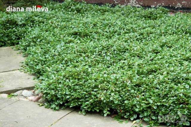 Котонеастър Дамери Мажор, Cotoneaster Dammeri Major, снимка 5 - Градински цветя и растения - 55283660