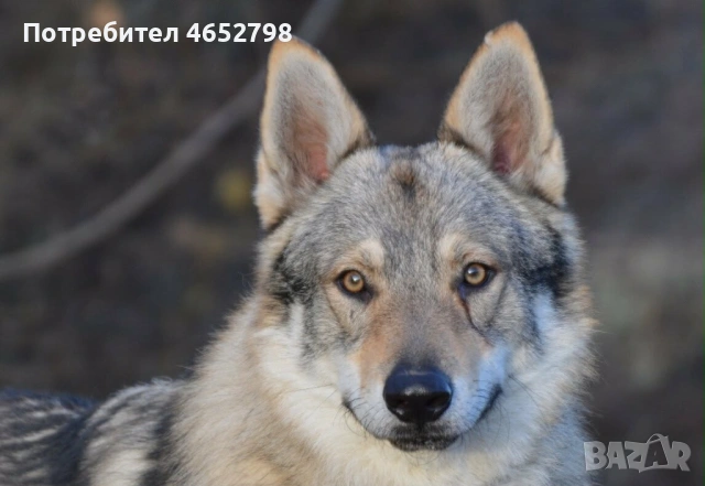 Продавам чехословашки вълчета– новородени кученца, снимка 3 - Други - 54919034