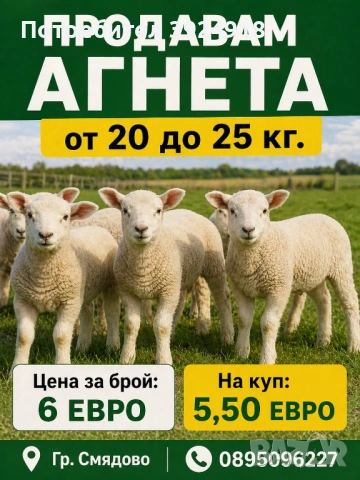 Продавам Агнета  
