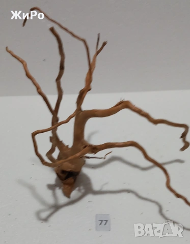 Корен от Азалия /декорация/ 77, снимка 3 - Други - 54102609