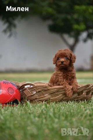 Той пудел Toy poodle, снимка 2 - Пудели - 55006000