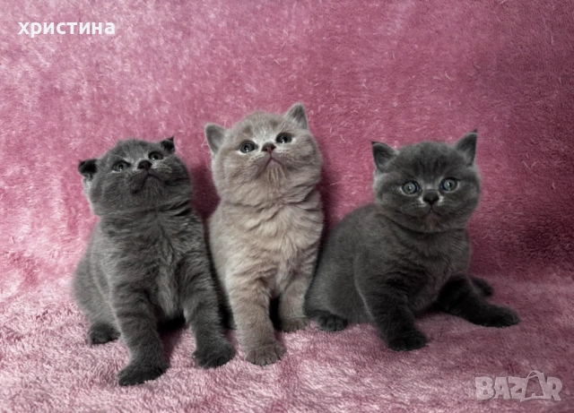 Британски късокосмести котета , снимка 3 - Британска късокосместа - 54082265