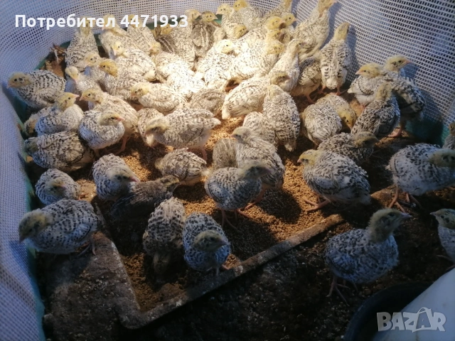 Пътпъдъчета на 15 дена