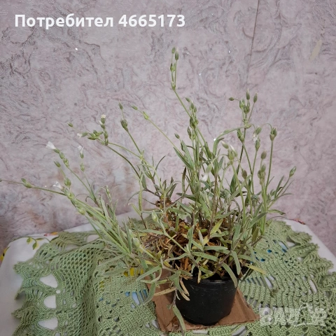 Комплект Рожец и Детелина розова, снимка 5 - Градински цветя и растения - 54510816