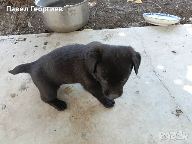 Подарявам малки кученца