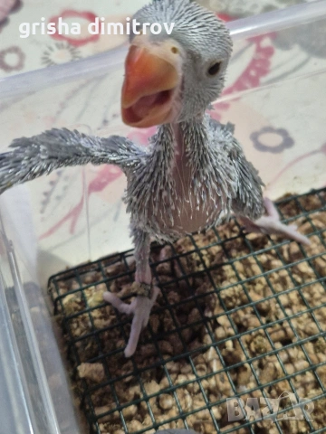 Малък Александър, снимка 3 - Папагали - 54352728