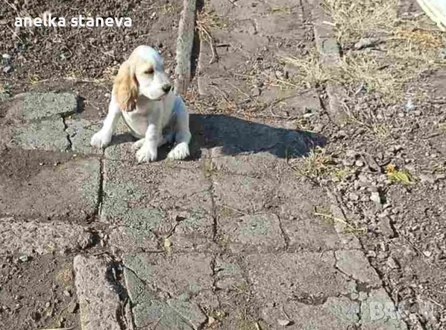 Продават се кокер шпаньоли, снимка 6 - Кокер шпаньол - 49042795