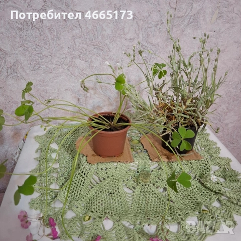 Комплект Рожец и Детелина розова, снимка 6 - Градински цветя и растения - 54510816
