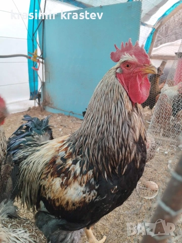 Катунски Кокошки и петли