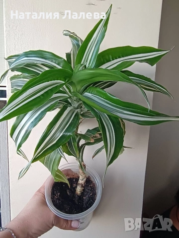Драцена, dracena Reflexa, снимка 2 - Стайни растения - 54774228