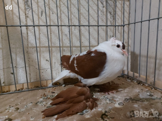 саксонски чайки 