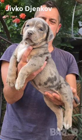 Американско були ХЛ /American bully XL, снимка 12 - Други - 55673984