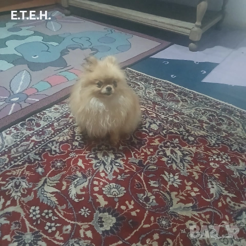 Мини Померанка си търси партньор.