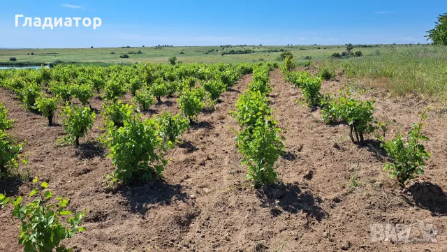Мотоблок Беларус, снимка 16 - Градинска техника - 55395064