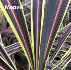 Кордилине неоново зелено/CORDYLINE ELECTRIC FLASH, снимка 2 - Градински цветя и растения - 55318871