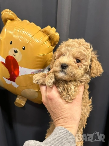 Пудел той , снимка 2 - Пудели - 54304001