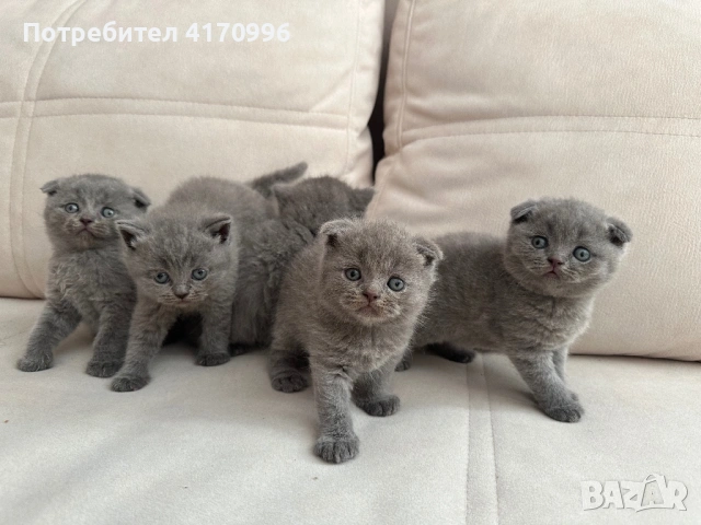 Шотландски клепухи , снимка 3 - Британска късокосместа - 54708463