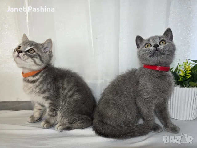 Клепоухи шотландски котета , снимка 2 - Британска късокосместа - 50742620