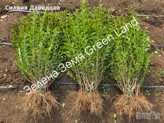 Лигуструм за жив плет , снимка 6 - Градински цветя и растения - 53983947