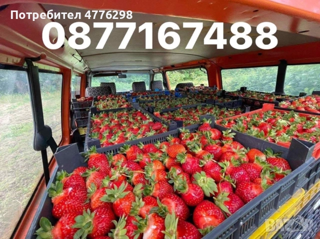 Разсад ягоди и малини, снимка 4 - Разсади - 54006443