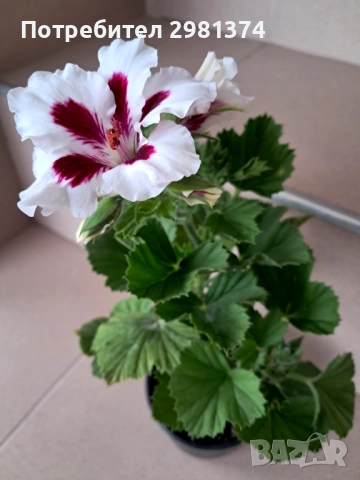 Кралски мушката, снимка 6 - Стайни растения - 54292443