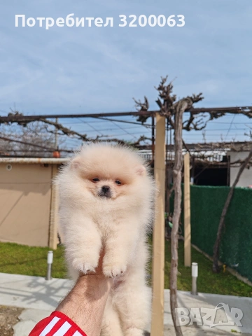 Померан мъжко 