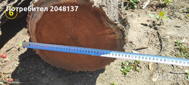 Материал от ЧЕРНИЦА с КАПИ (тумори), снимка 6 - Дърводелски услуги - 55162477