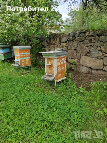 Продава две пчелни семейства ,силно развити от есента с млада майка ,пчелите са третирани . . 