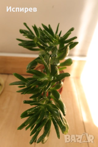 Два броя сукуленти, Седум, Sedum sp. за 3 евро !, снимка 4 - Стайни растения - 54917261