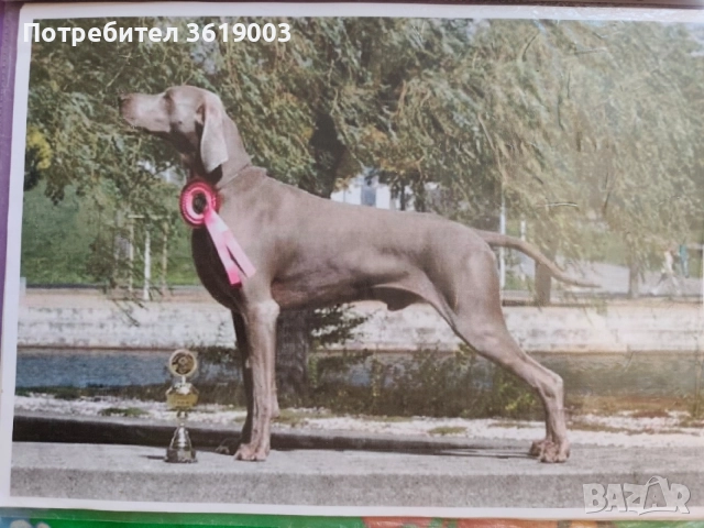 Ваймаранери , снимка 6 - Ваймаранер - 54205376