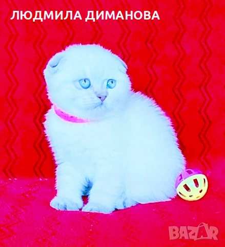 Шотландски мъжки със сини очи. , снимка 2 - Британска късокосместа - 54465113