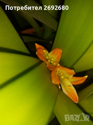 Голяма оранжева кливия с цветонос,5бр. с обща цена, христов венец,лечебно алое,бамбук,коледничета 