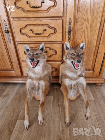 препариран чакал / трофей